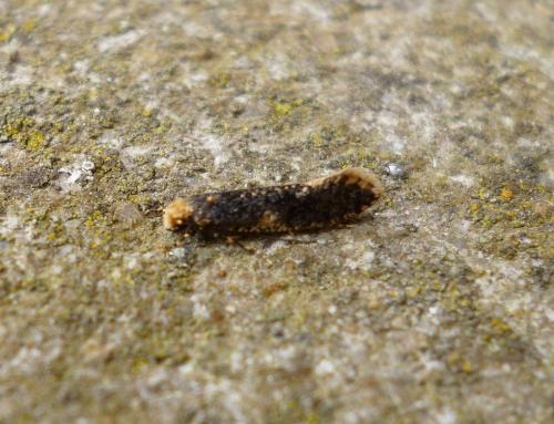 Monopis sp.